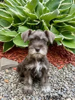 Ray, a male Miniature Schnauzer for sale in Binghamton, NY – 2 of 2
