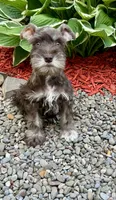 Ray, a male Miniature Schnauzer for sale in Binghamton, NY – 1 of 2