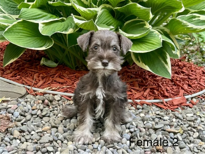 Tiny – Miniature Schnauzer puppy for sale in Binghamton, NY