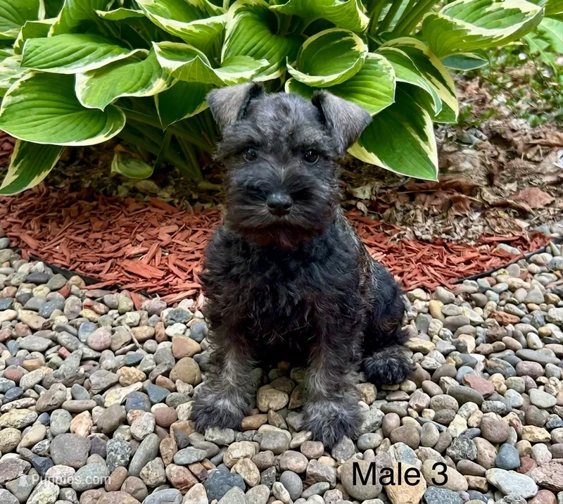 Mikey – Miniature Schnauzer puppy for sale in Binghamton, NY