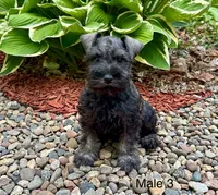 Mikey, a male Miniature Schnauzer for sale in Binghamton, NY – 1 of 1