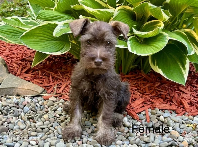Heather  – Miniature Schnauzer puppy for sale in Binghamton, NY