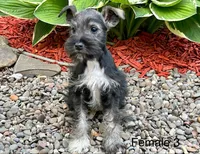Cher, a female Miniature Schnauzer for sale in Binghamton, NY – 2 of 2