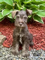 Bob, a male Miniature Schnauzer for sale in Binghamton, NY – 1 of 1