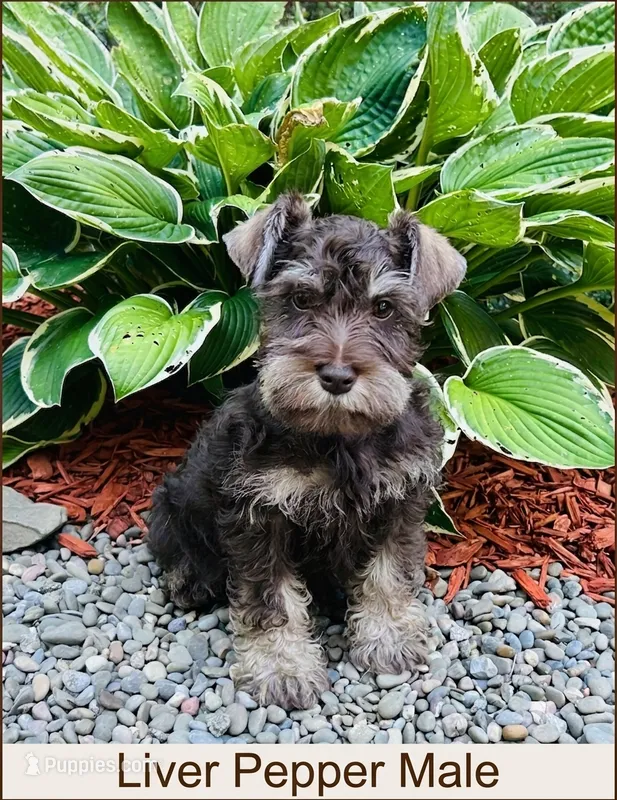 Louie – Miniature Schnauzer puppy for sale in Binghamton, NY
