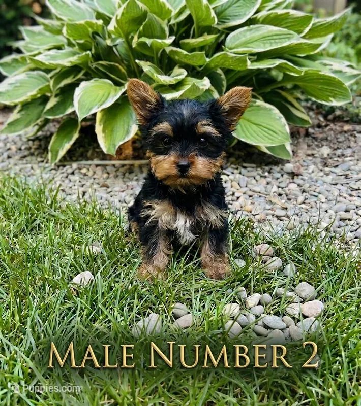 Tommy – Yorkshire Terrier puppy for sale in Binghamton, NY