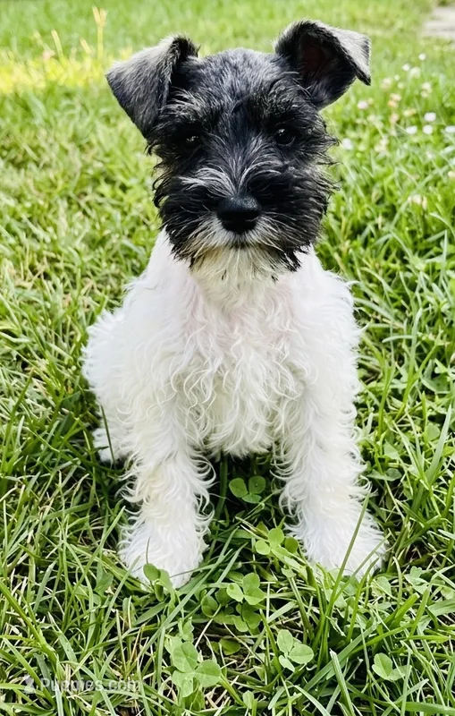 Spot  – Miniature Schnauzer puppy for sale in Binghamton, NY