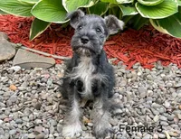 Cher, a female Miniature Schnauzer for sale in Binghamton, NY – 1 of 2