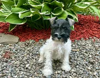 Spot , a male Miniature Schnauzer for sale in Binghamton, NY – 1 of 1