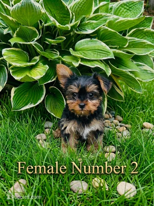 Kim – Yorkshire Terrier puppy for sale in Binghamton, NY