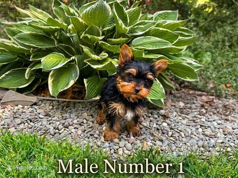 Tim – Yorkshire Terrier puppy for sale in Binghamton, NY