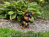 Tim, a male Yorkshire Terrier for sale in Binghamton, NY – 1 of 1