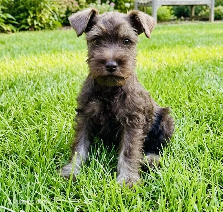 Heather – Miniature Schnauzer puppy for sale in Binghamton, NY