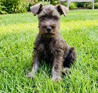 Heather, a female Miniature Schnauzer for sale in Binghamton, NY – 1 of 1