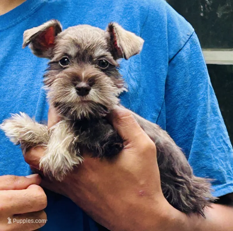 Tiny – Miniature Schnauzer puppy for sale in Binghamton, NY