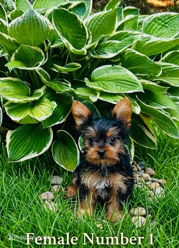 Diva  – Yorkshire Terrier puppy for sale in Binghamton, NY