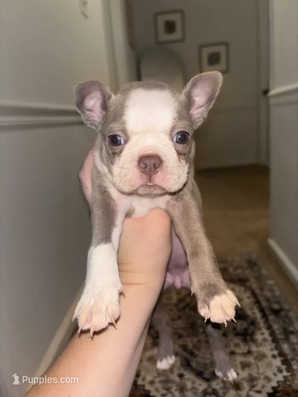 Rapunzel – Boston Terrier puppy for sale in Rock Hill, SC