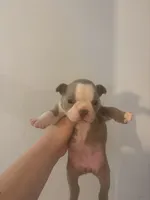 Rapunzel, a female Boston Terrier for sale in Rock Hill, SC – 2 of 4