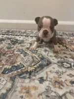 Moana , a female Boston Terrier for sale in Rock Hill, SC – 4 of 6