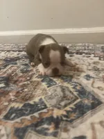 Moana , a female Boston Terrier for sale in Rock Hill, SC – 2 of 6