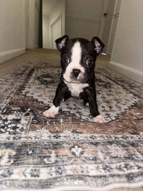 Mulan   – Boston Terrier puppy for sale in Rock Hill, SC