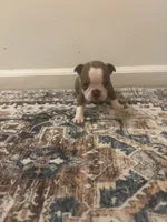 Moana , a female Boston Terrier for sale in Rock Hill, SC – 6 of 6