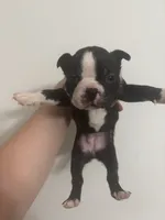 Mulan  , a female Boston Terrier for sale in Rock Hill, SC – 3 of 6