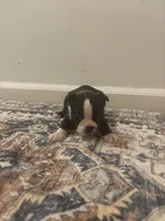 Mulan  , a female Boston Terrier for sale in Rock Hill, SC – 4 of 6