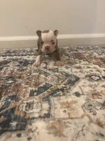 Belle , a female Boston Terrier for sale in Rock Hill, SC – 5 of 5
