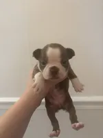 Moana , a female Boston Terrier for sale in Rock Hill, SC – 3 of 6