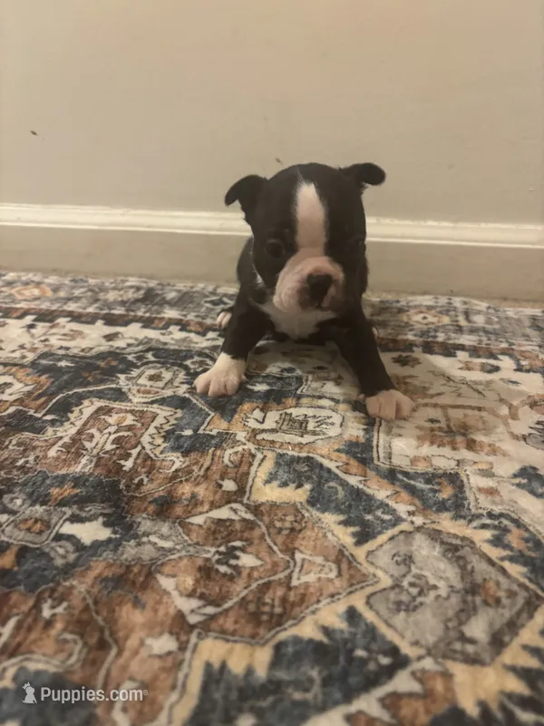 Mulan   – Boston Terrier puppy for sale in Rock Hill, SC