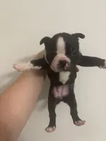 Mulan  , a female Boston Terrier for sale in Rock Hill, SC – 2 of 6