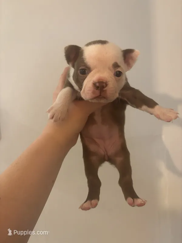 Belle  – Boston Terrier puppy for sale in Rock Hill, SC
