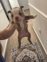 Rapunzel, a female Boston Terrier for sale in Rock Hill, SC – 3 of 4