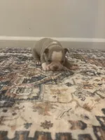Rapunzel, a female Boston Terrier for sale in Rock Hill, SC – 4 of 4