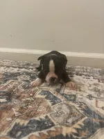 Mulan  , a female Boston Terrier for sale in Rock Hill, SC – 5 of 6