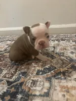 Belle , a female Boston Terrier for sale in Rock Hill, SC – 2 of 5