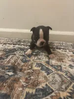 Mulan  , a female Boston Terrier for sale in Rock Hill, SC – 6 of 6