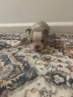 Rapunzel, a female Boston Terrier for sale in Rock Hill, SC – 1 of 4