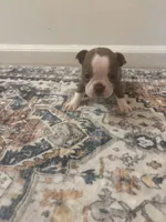 Moana , a female Boston Terrier for sale in Rock Hill, SC – 5 of 6