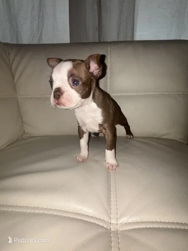 Moana  – Boston Terrier puppy for sale in Rock Hill, SC