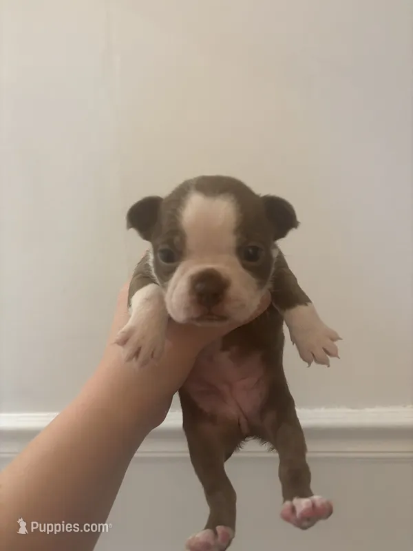 Moana  – Boston Terrier puppy on hold in Rock Hill, SC