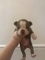 Moana , a female Boston Terrier for sale in Rock Hill, SC – 1 of 6