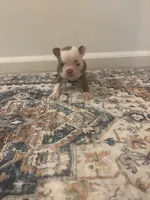 Belle , a female Boston Terrier for sale in Rock Hill, SC – 4 of 5