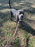 Blue, a male Cane Corso for sale in Mcdonough, GA – Photo 3 of 3