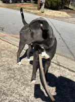 Blue, a male Cane Corso for sale in Mcdonough, GA – Photo 1 of 3