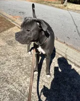 Blue, a male Cane Corso for sale in Mcdonough, GA – Photo 2 of 3