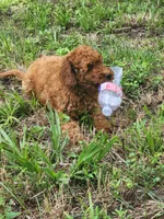 Lassie, a female Miniature Goldendoodle for sale in Pierce City, MO – 2 of 6