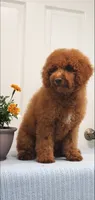 Bingo, a male Miniature Goldendoodle for sale in Pierce City, MO – 7 of 10