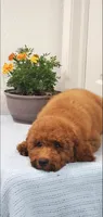 Lassie, a female Miniature Goldendoodle for sale in Pierce City, MO – 9 of 9